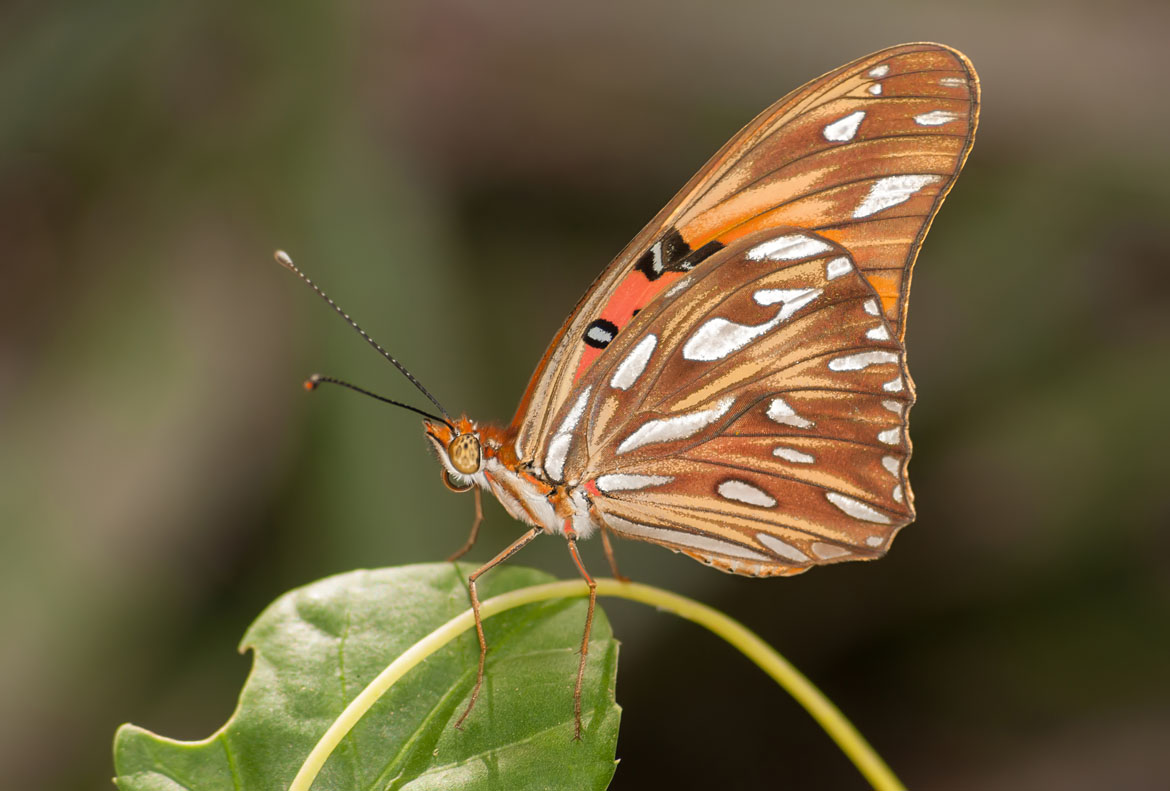 Agraulis_vanillae_at_Isla_Margarita