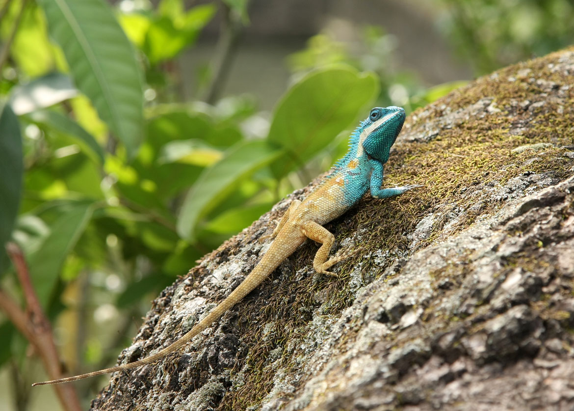 Calotes_mystaceus_manipur