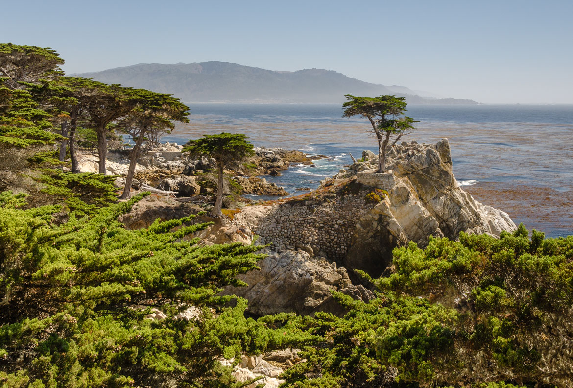 Lone_Cypress_17-Mile_Drive_2013